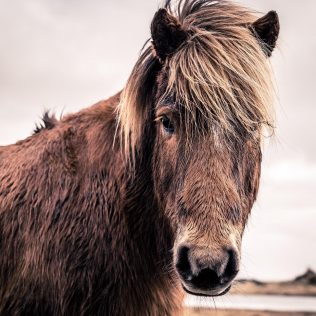 Icelandic horse