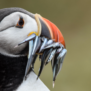 puffin eating food in Iceland