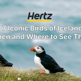 Birds in Iceland the must see one!