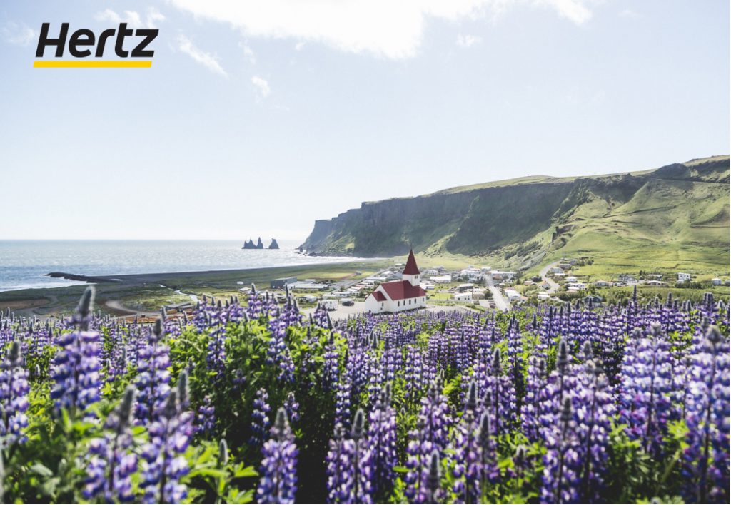 l'été est la saison des lupins en Islande