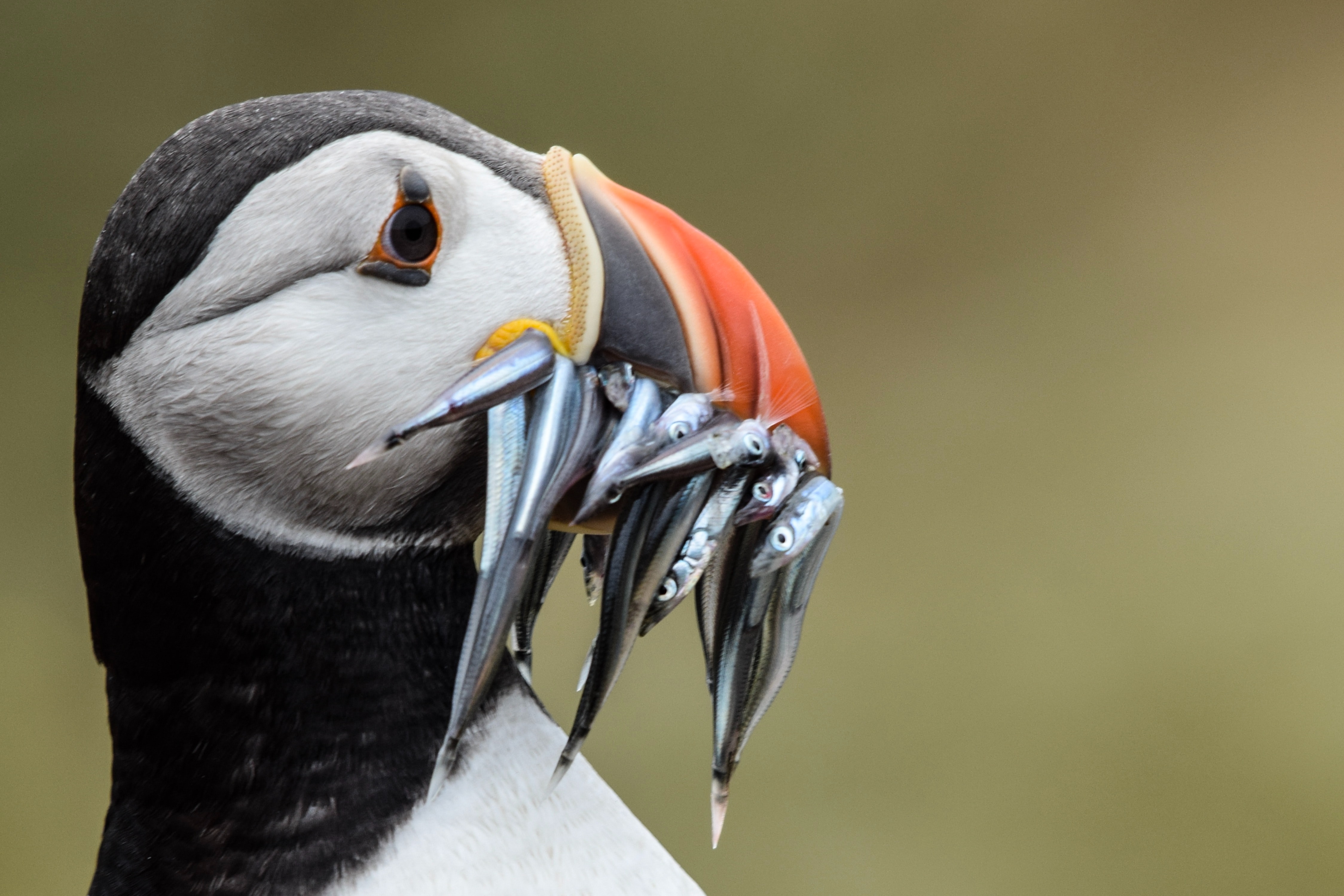 vous pouvez facilement observer des macareux en Islande en été