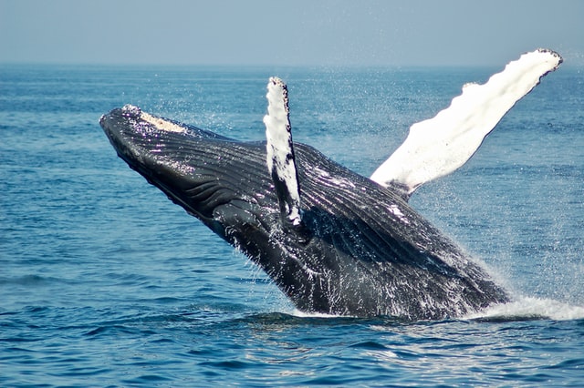 observer les baleines en Islande