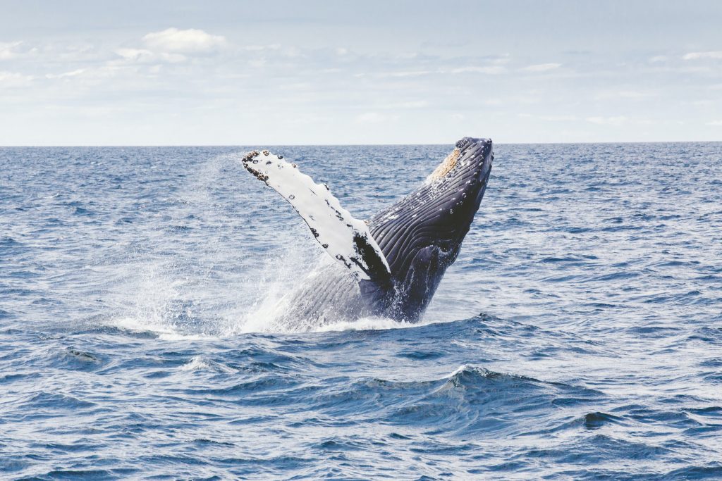 observer les baleines en Islande