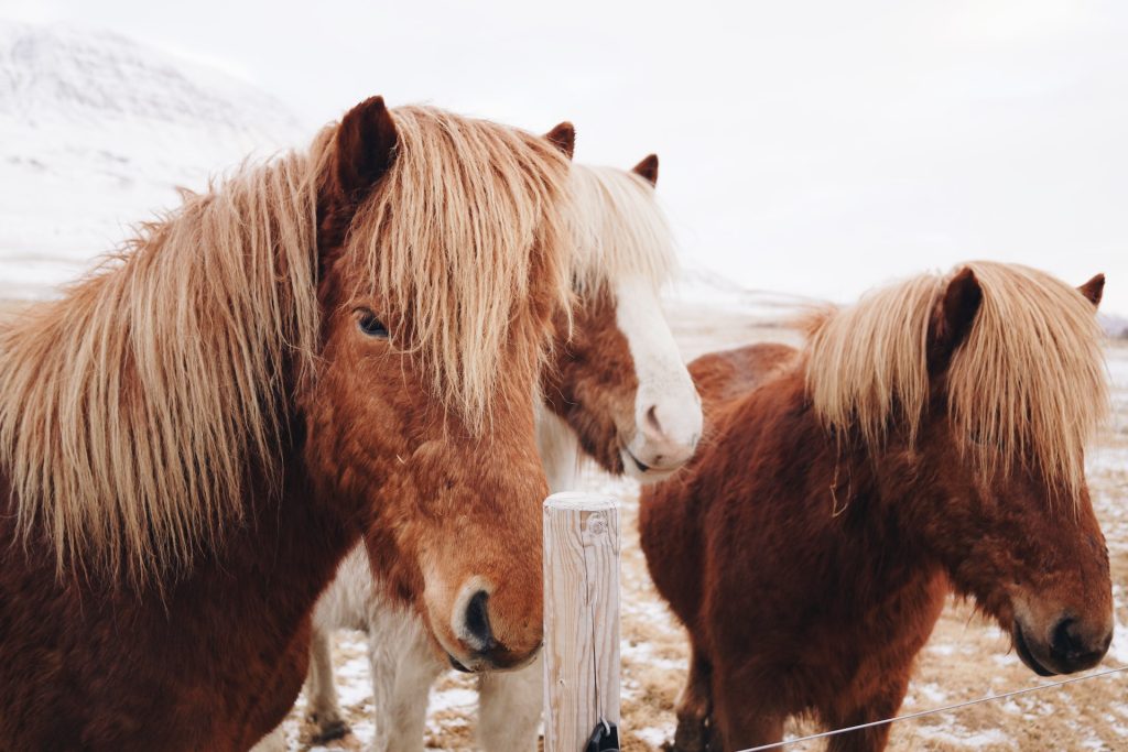 chevaux islandais