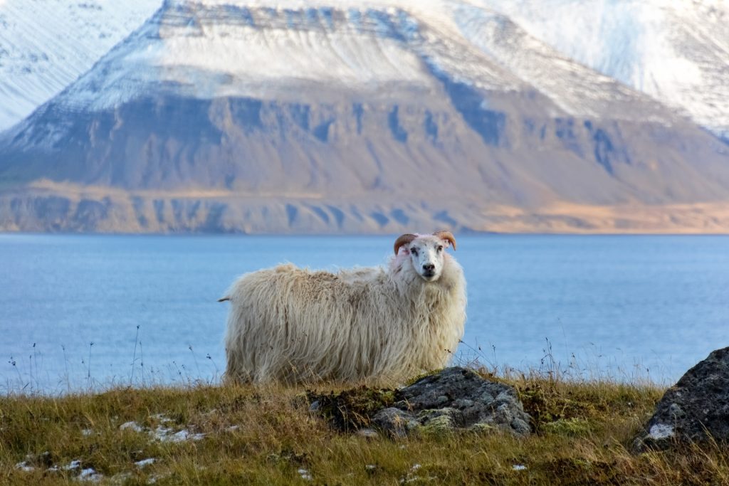 vous pourriez apercevoir des moutons islandais en parcourant le Cercle de Diamant