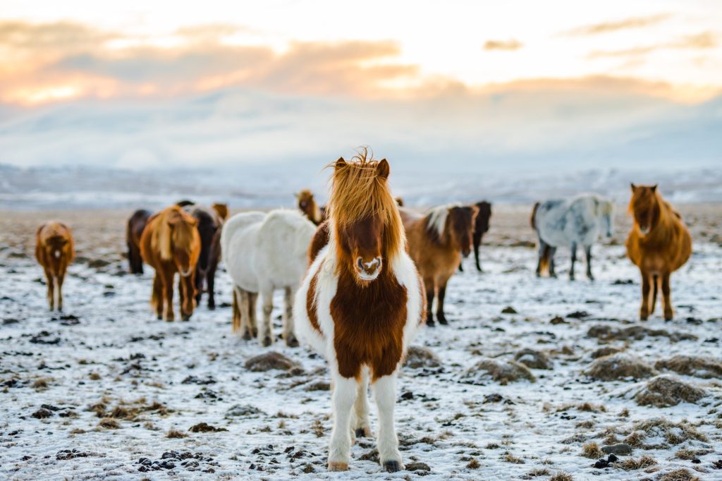 une balade à cheval en Islande