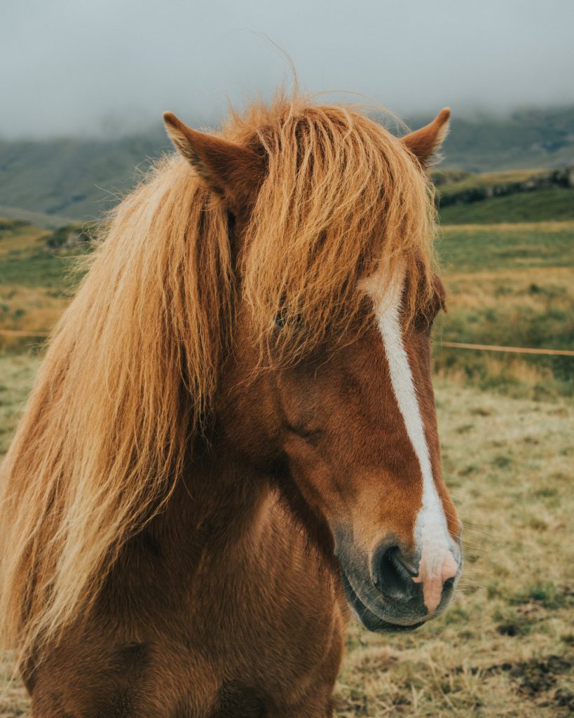 les chevaux islandais avec une vue de l'Islande en mai