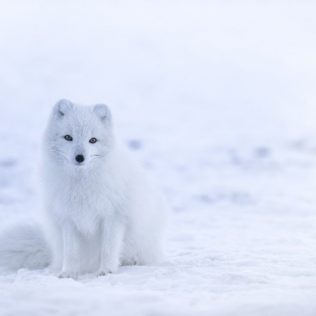 icelandic arctic fox bigger