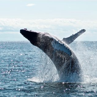 guide to whales watching in Iceland