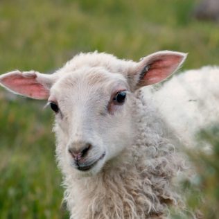 a cute icelandic sheep in Iceland