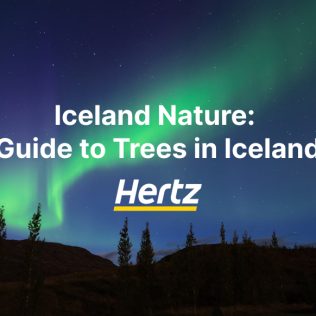 Learn all about trees in iceland