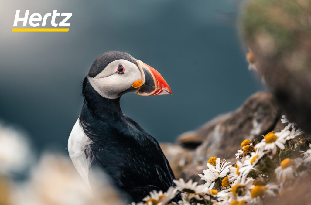 see the puffin in Iceland in Summer