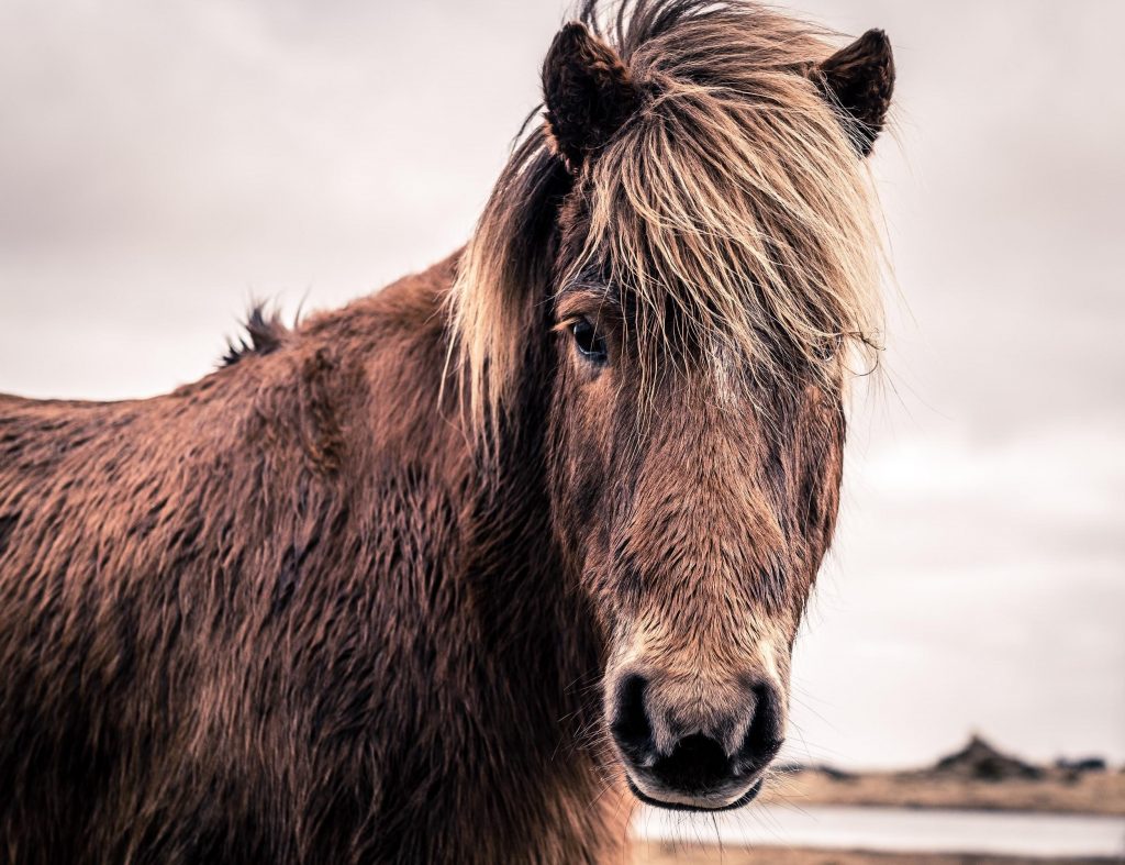 Icelandic horse