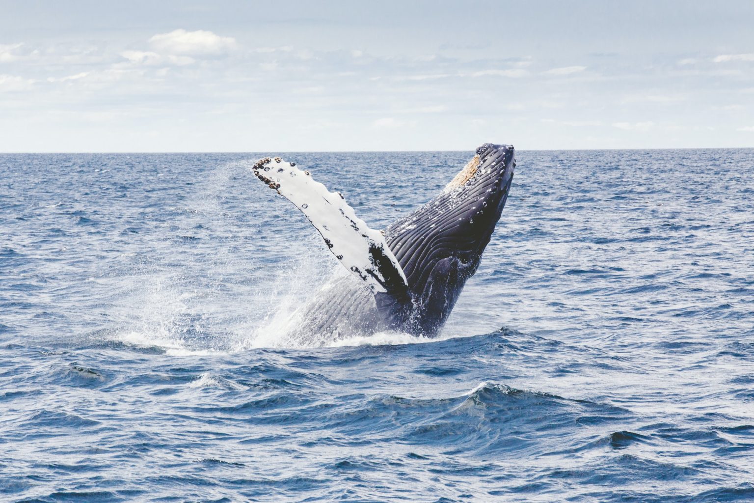 Avistamiento de ballenas en Islandia.