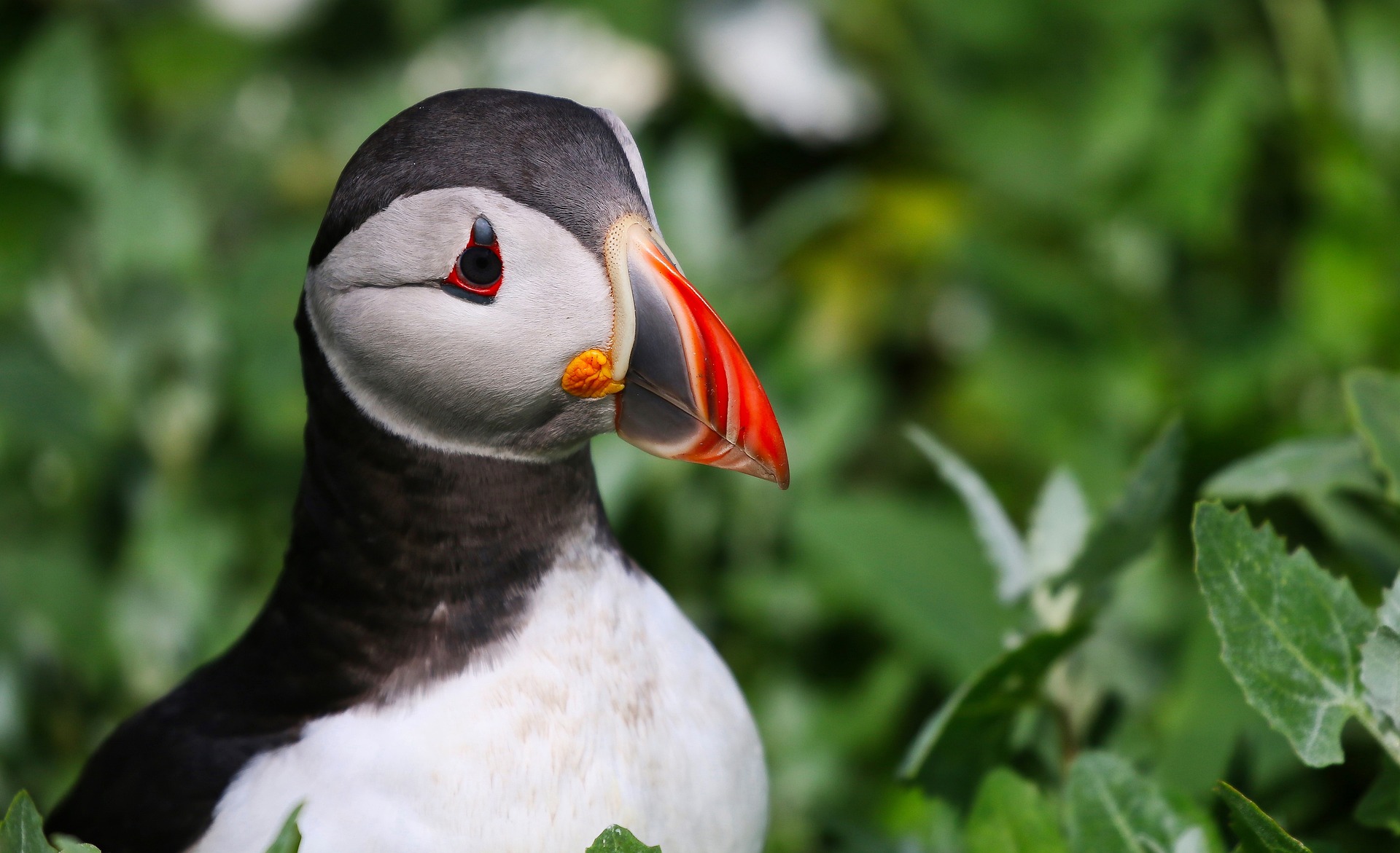 Frailecillo en Islandia en verano.