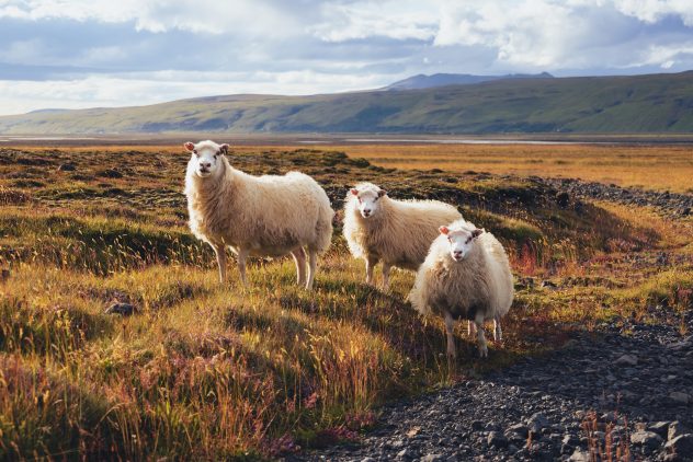 Everything about the Icelandic Sheep and Where to See Them