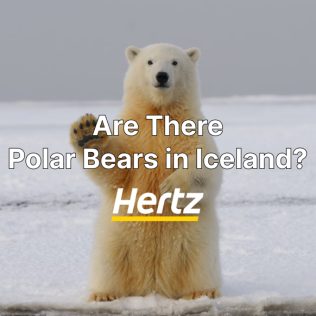 A quick answer to are there polar bears in iceland