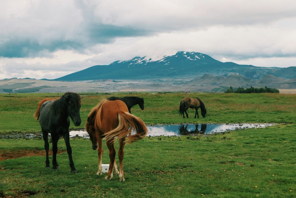 The Hekla volcano Iceland