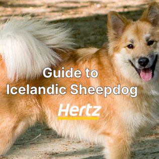 A local guide to Icelandic sheepdog in Iceland