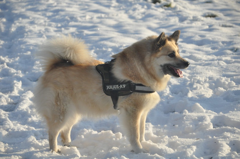 The look of Icelandic sheepdog