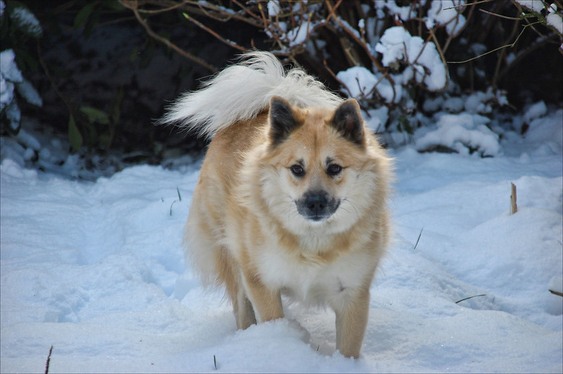 how's a Icelandic sheepdog looks?