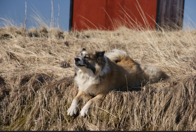 Icelandic sheepdog at a farm