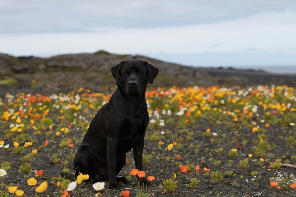 other dogs in Iceland