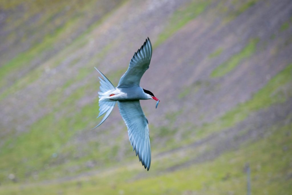 Arctic Terns are commonly seen in Iceland summer