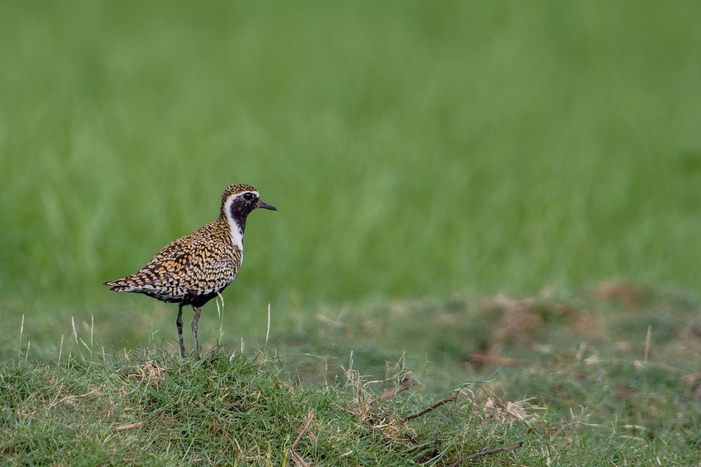 Golden Plover is one of the iconic bird in Iceland