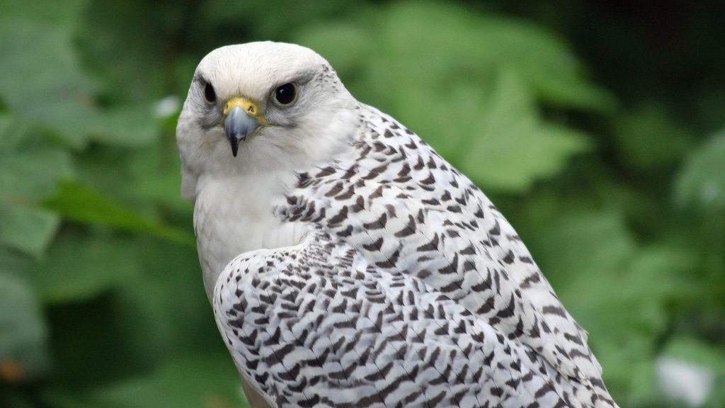 The Gyrfalcon, Iceland's national bird