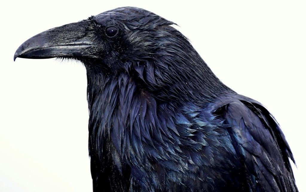 Ravens are very commonly seen in Iceland