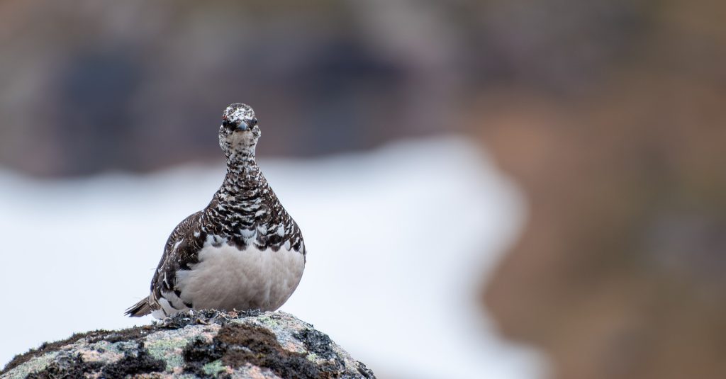 Rock Ptarmigans in Iceland