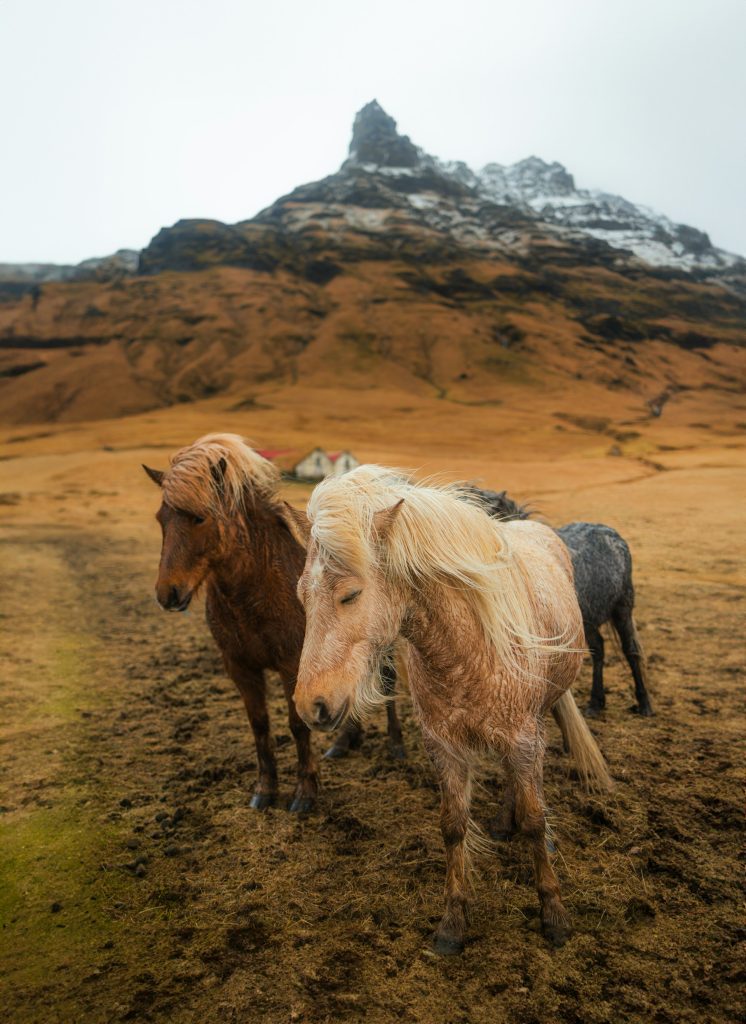 the fall view of Iceland