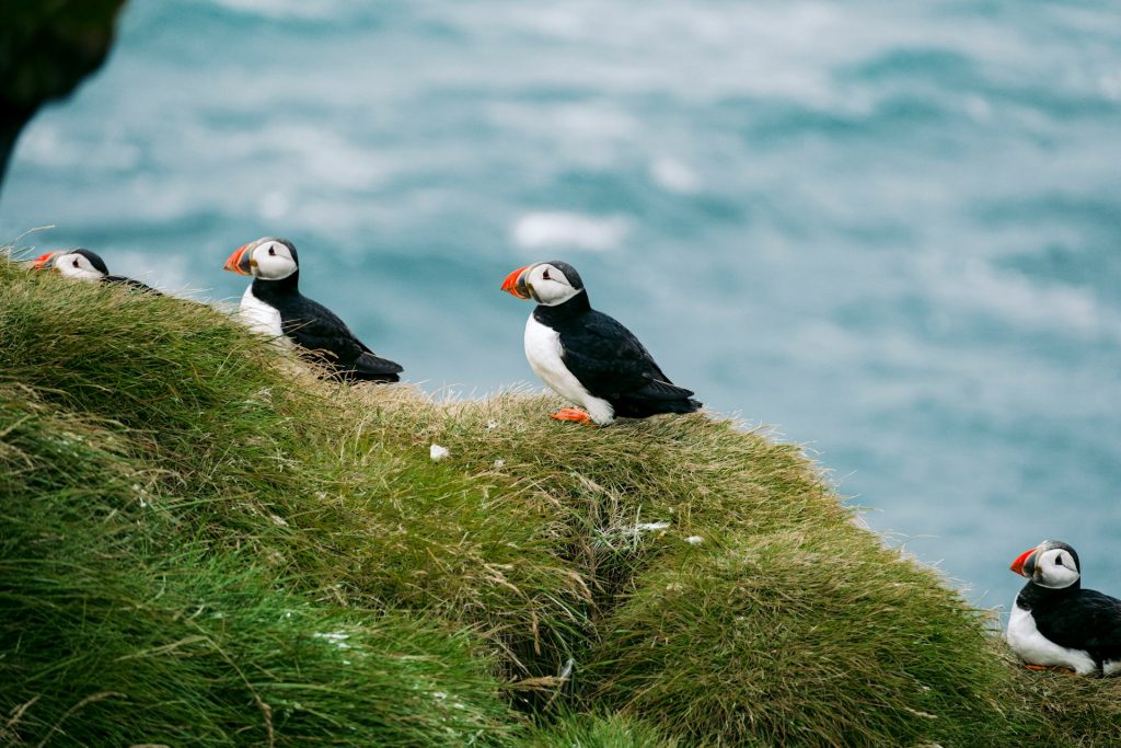 see puffins in iceland summer