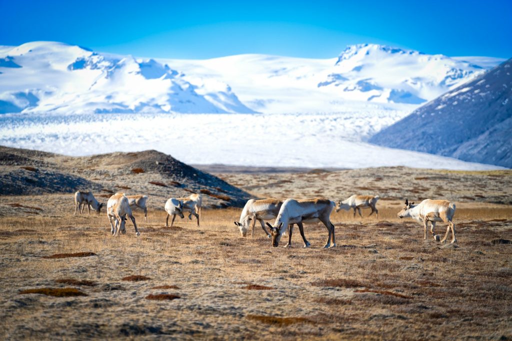 wild reindeer in Iceland is spotted usually in East Iceland